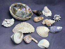 Ornamental sea shell for sale  Mesquite