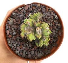 Myrtillocactus geometrizans CRESTED CRESTED 45F for sale  Shipping to South Africa