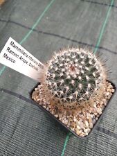 Mammillaria ritteriana usato  Vanzaghello