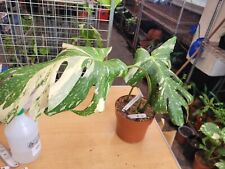 MONSTERA THAI CONSTILLATION VAR 1-2 LEAF RE-HAB 2ND CHANCE,FULLY ROOTED IN 2 LTR for sale  Shipping to South Africa