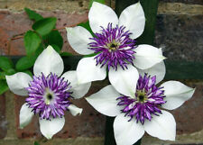 100 White and Purple Clematis Seeds Clematis florida Garden Flowers  for sale  Shipping to South Africa