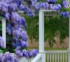 Wisteria blue moon for sale  DUDLEY