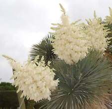 Yucca rostrata 10cm usato  Italia
