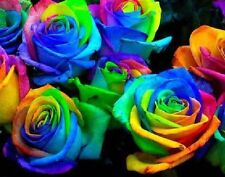 25X Rare Multi-Colours Rainbow Rose Flower Seeds Garden Plant for sale  Shipping to South Africa