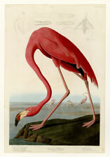 Audubon american flamingo for sale  LONDON