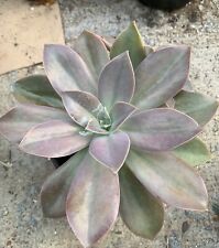 Clearance succulents graptover for sale  Eastlake