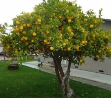 Pianta limone stagioni usato  Valenzano