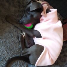 Whippet italian greyhound for sale  LIVERPOOL