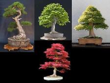 Semi bonsai varieta usato  Ardea