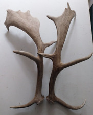 Pair old fallow for sale  NOTTINGHAM