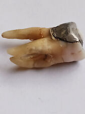 Antique human tooth for sale  Goleta
