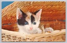 Postcard cute kitten for sale  Wellsboro