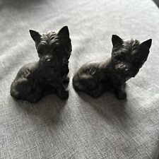 west highland terrier black for sale  BRISTOL