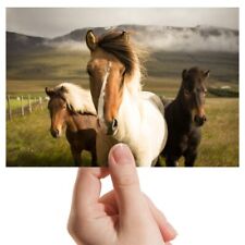 Usado, Fotografia 6x4" - Pôneis islandeses pônei cavalo natureza #45386 comprar usado  Enviando para Brazil