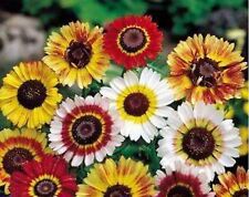 Painted daisy seeds for sale  Deltona