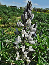 Weisse süßlupine samen gebraucht kaufen  Speckhorn