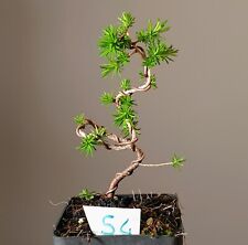 Larix decidua larice usato  Merate