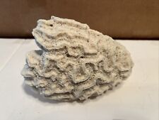 Natural brain coral for sale  Brandon