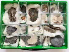 Archaeology fossil collection for sale  SLEAFORD