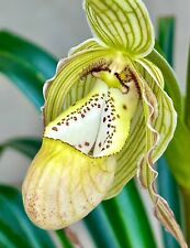 Specie phragmipedium pearcei usato  Spedire a Italy