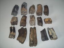 Fossilized horse teeth for sale  Fort Meade