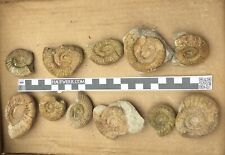 Konvolut ammoniten fränkische gebraucht kaufen  Eichstätt