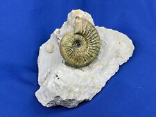 Ammonit rthospinctes jura gebraucht kaufen  Saarbrücken