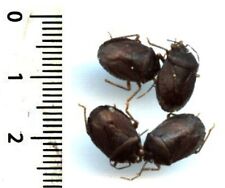 Hemiptera, pentatomidae - 4 EDESSA PICATA - Entomologies. insect 1601J for sale  Shipping to South Africa