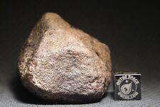 Haggounia chondrite meteorite for sale  Rumson