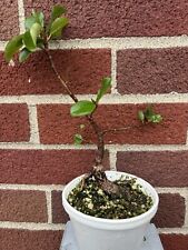 Ficus illicina caudex for sale  Springfield