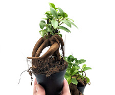 Baby ficus ginseng for sale  SELBY
