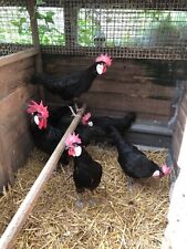 6black minoca large for sale  SELBY