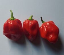 Semi peperoncino habanero usato  Verrayes