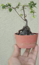 mame bonsai for sale  Rosemead