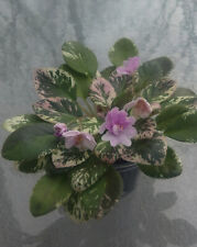 African violet plant for sale  Winchester