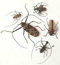 Longhorn beetle collection for sale  SLEAFORD