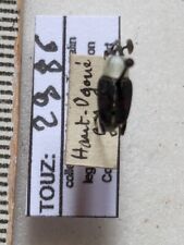 CURCULIONIDAE SSP REF.2986 for sale  Shipping to South Africa