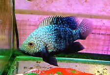 Electric blue carpintis for sale  Saginaw