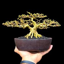 Bonsái de alta calidad Premna Micropylla bonsái planta de árbol vivo, usado segunda mano  Embacar hacia Argentina