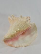 Large king conch for sale  STOWMARKET