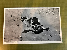 Postkarte junger seehund gebraucht kaufen  Köln