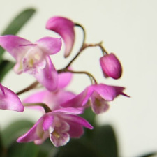 Dendrobium kingianum hardy for sale  Tucson