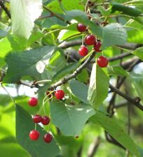 Semi ciliegio cherry usato  Monreale
