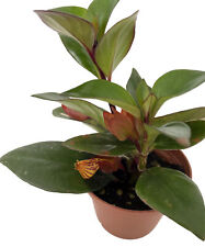 Tropicana goldfish plant for sale  Wadsworth