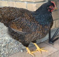 Gold double laced for sale  NEWPORT