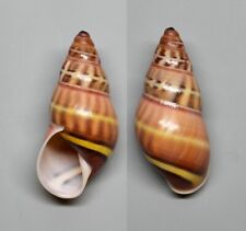 Shells - Crass Amphidromus Contrarius 29mm.      landsnail, Indonesia- for sale  Shipping to South Africa