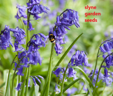 Native english bluebell for sale  CARNFORTH