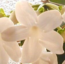 Variegated madagascar jasmine for sale  Bowling Green
