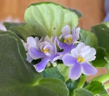 African violet hiroshige for sale  North Brookfield