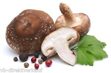 Impfdübel shiitake 100 gebraucht kaufen  Deutschland